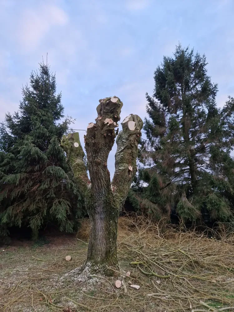 Elagage près de Pont Audemer