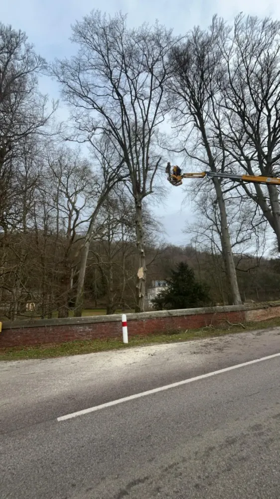 Elagage près de Honfleur