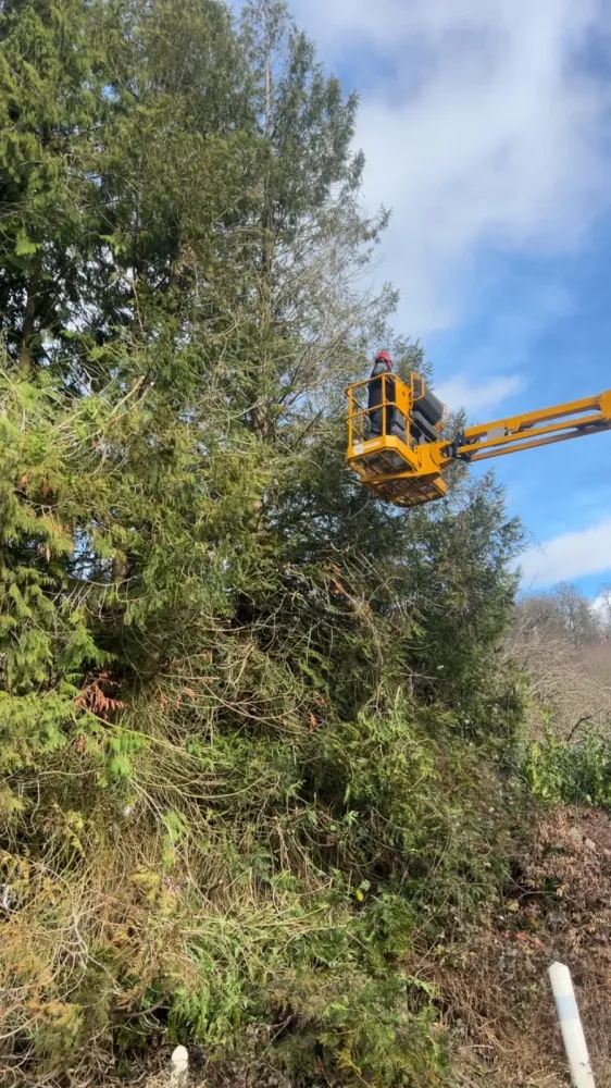 Elagage près de Honfleur